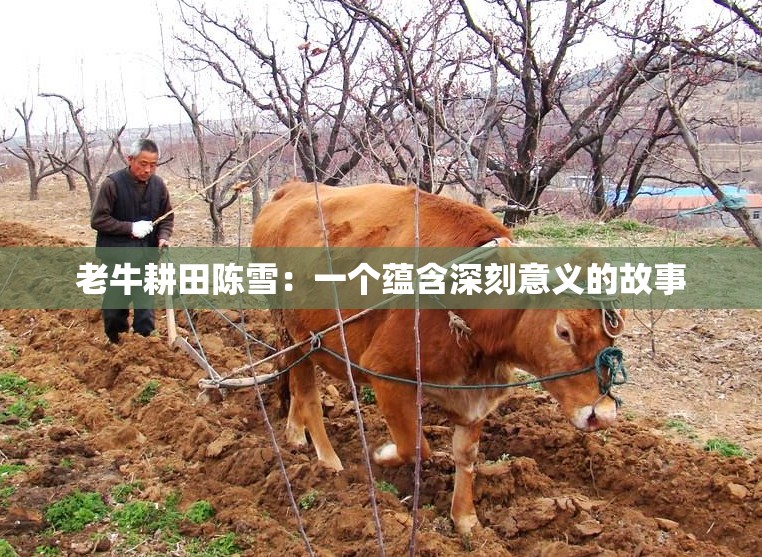 老牛耕田陈雪：一个蕴含深刻意义的故事