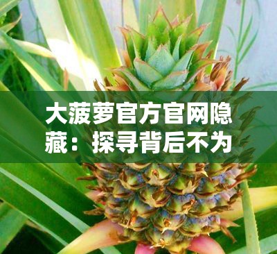 大菠萝官方官网隐藏：探寻背后不为人知的秘密