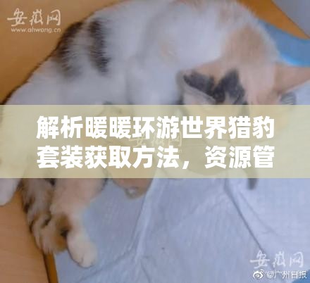 解析暖暖环游世界猎豹套装获取方法，资源管理关键性及高效实施策略