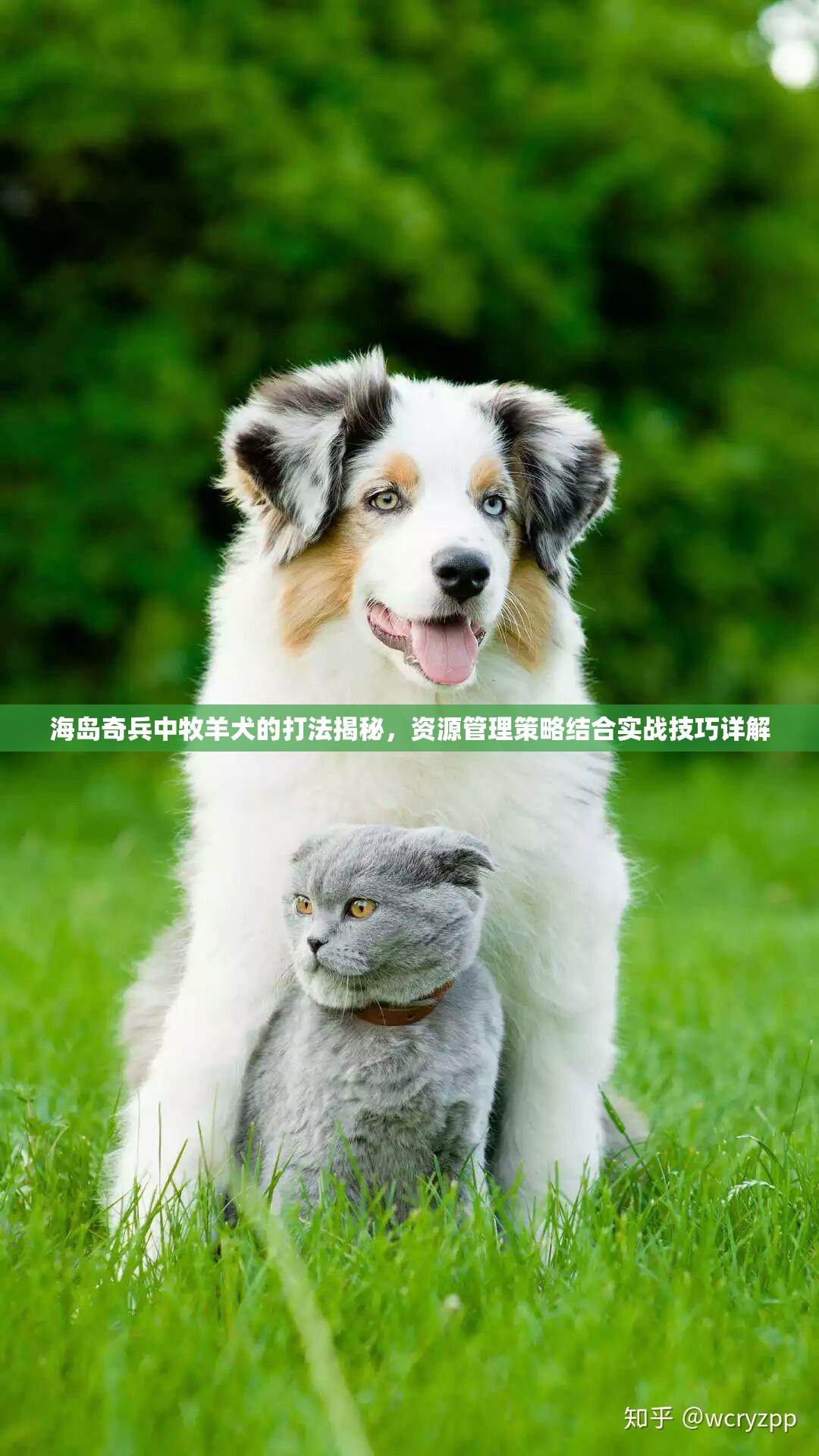 海岛奇兵中牧羊犬的打法揭秘，资源管理策略结合实战技巧详解