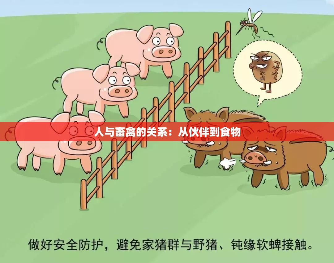 人与畜禽的关系：从伙伴到食物