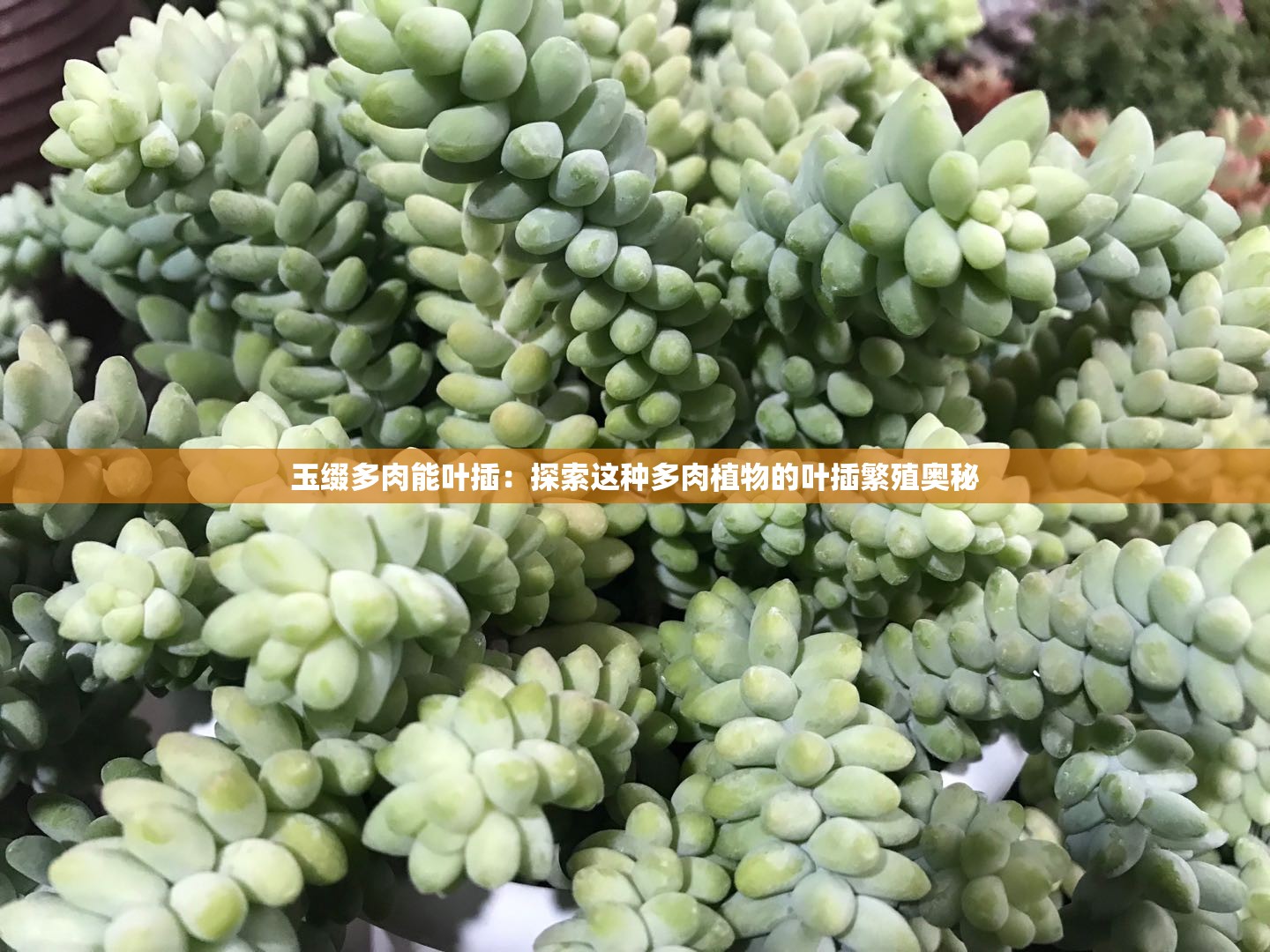 玉缀多肉能叶插：探索这种多肉植物的叶插繁殖奥秘