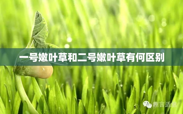 一号嫩叶草和二号嫩叶草有何区别