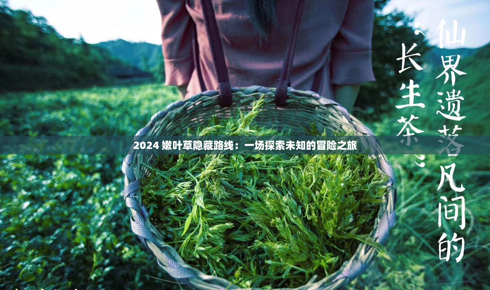 2024 嫩叶草隐藏路线：一场探索未知的冒险之旅