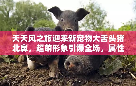 天天风之旅迎来新宠物大舌头猪北鼻，超萌形象引爆全场，属性细节全面揭秘