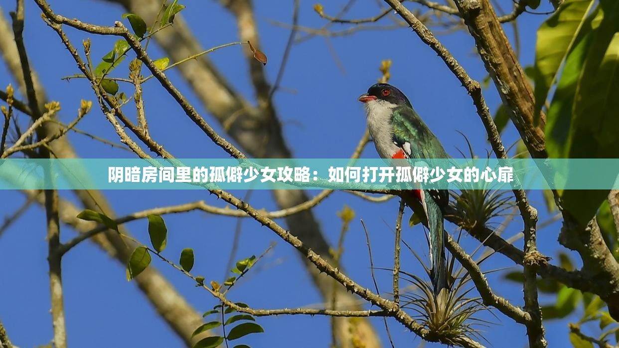 阴暗房间里的孤僻少女攻略：如何打开孤僻少女的心扉