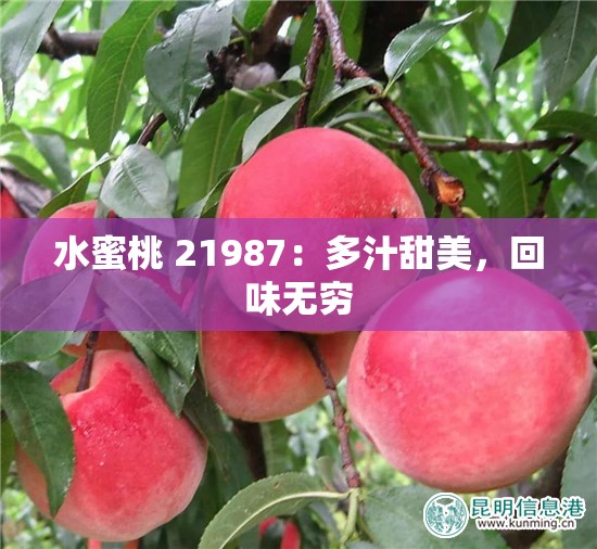 水蜜桃 21987：多汁甜美，回味无穷
