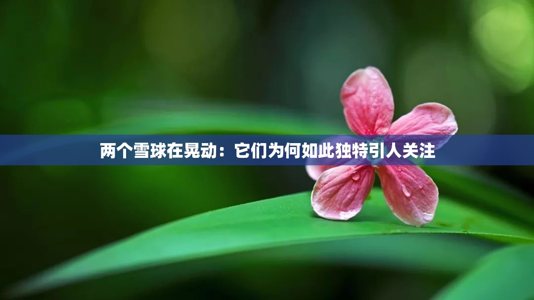 两个雪球在晃动：它们为何如此独特引人关注