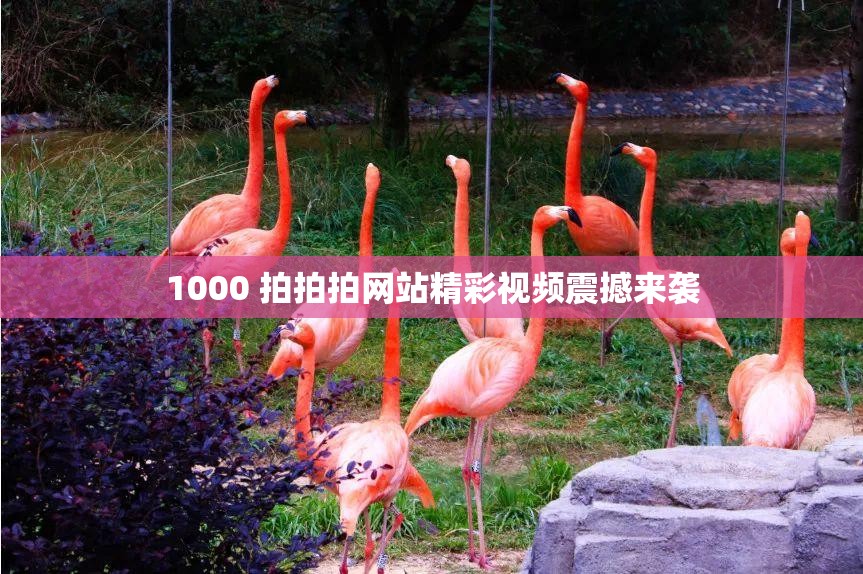 1000 拍拍拍网站精彩视频震撼来袭