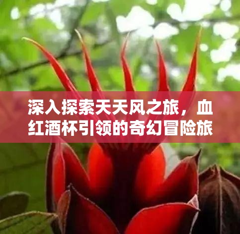 深入探索天天风之旅，血红酒杯引领的奇幻冒险旅程揭秘