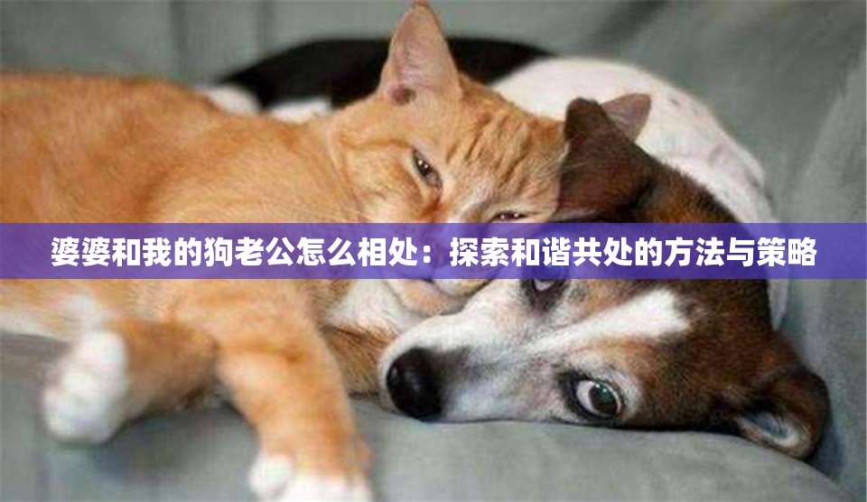婆婆和我的狗老公怎么相处：探索和谐共处的方法与策略