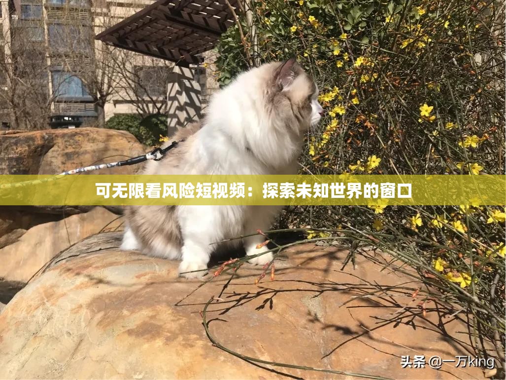 可无限看风险短视频：探索未知世界的窗口