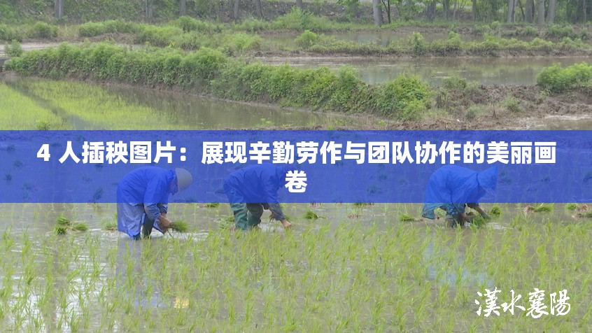 4 人插秧图片：展现辛勤劳作与团队协作的美丽画卷