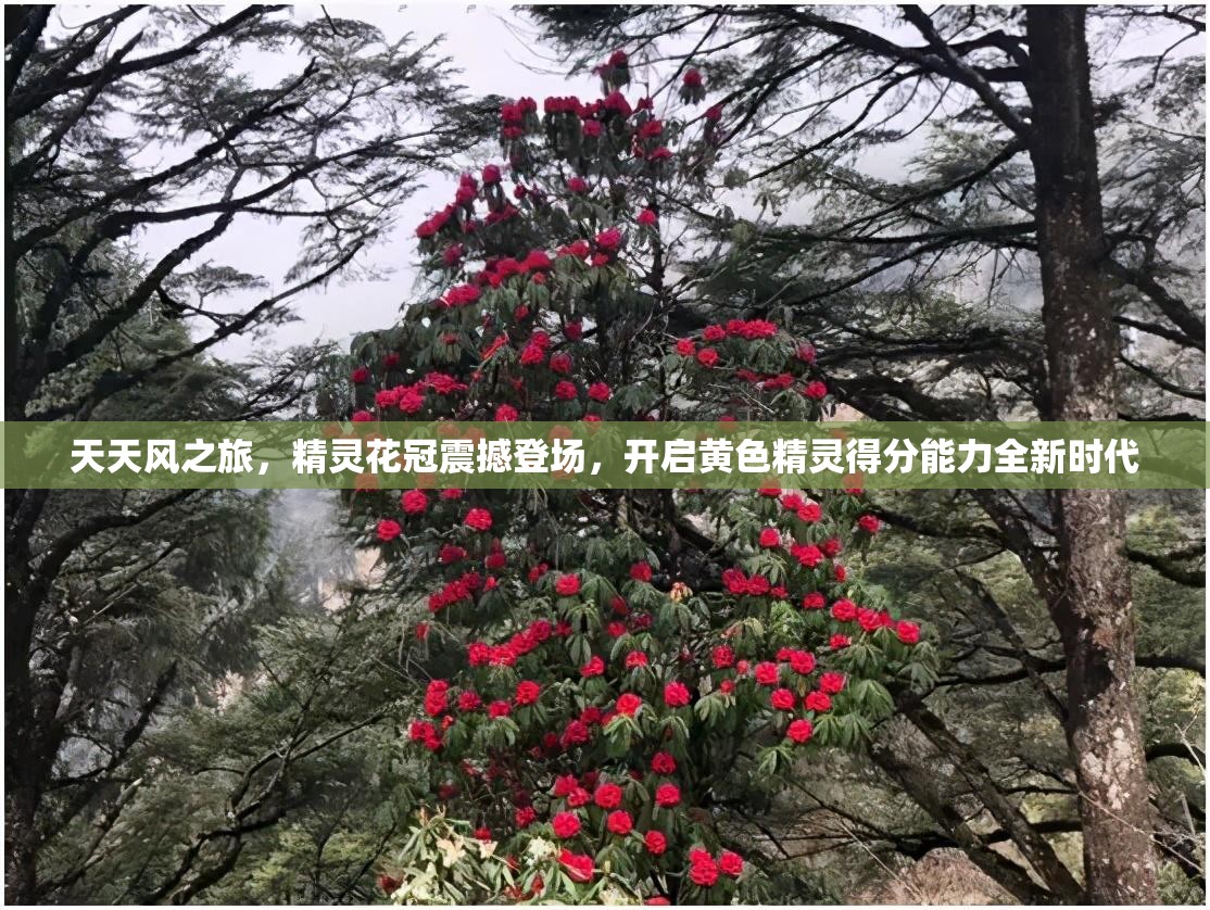 天天风之旅，精灵花冠震撼登场，开启黄色精灵得分能力全新时代
