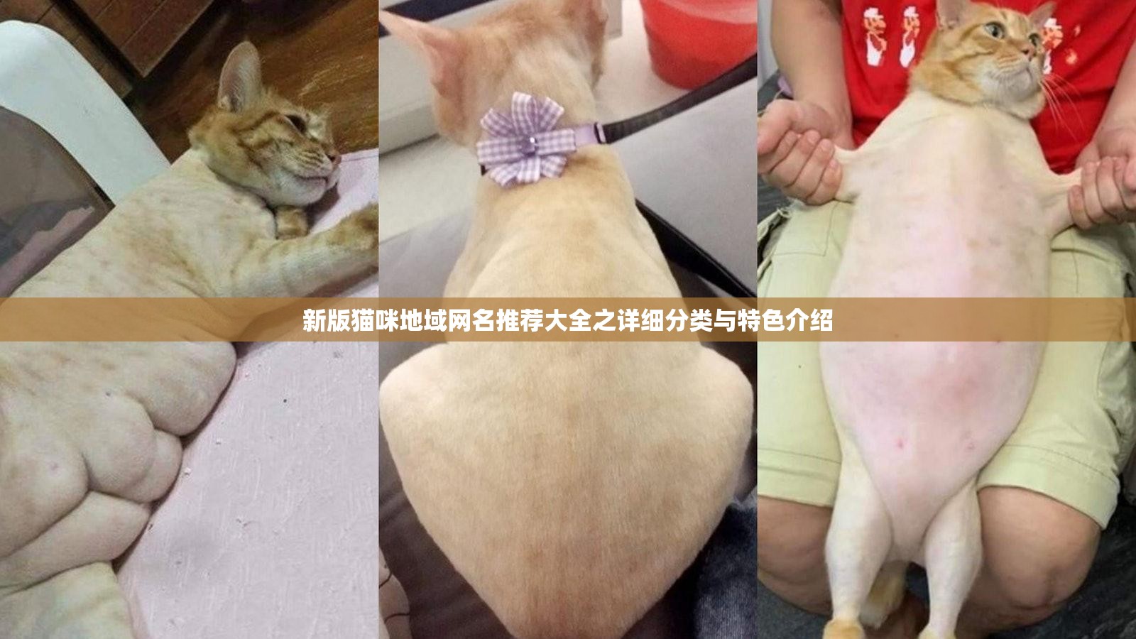 新版猫咪地域网名推荐大全之详细分类与特色介绍
