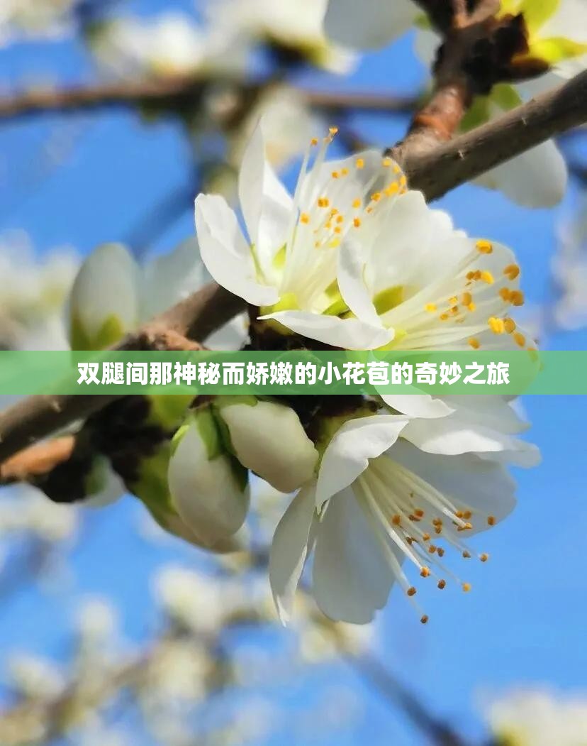 双腿间那神秘而娇嫩的小花苞的奇妙之旅