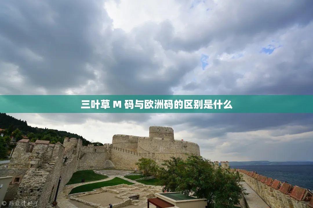 三叶草 M 码与欧洲码的区别是什么