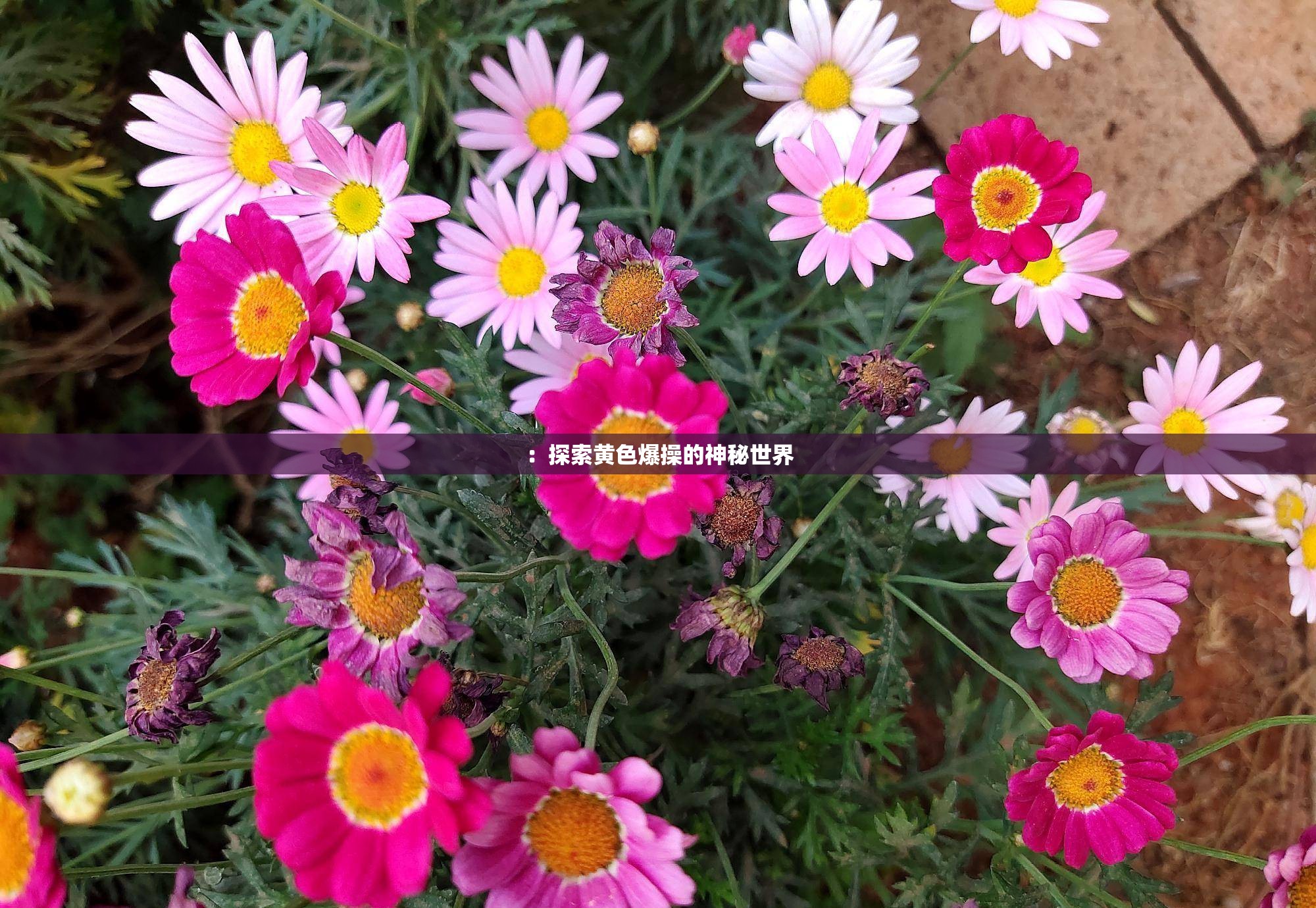 ：探索黄色爆操的神秘世界