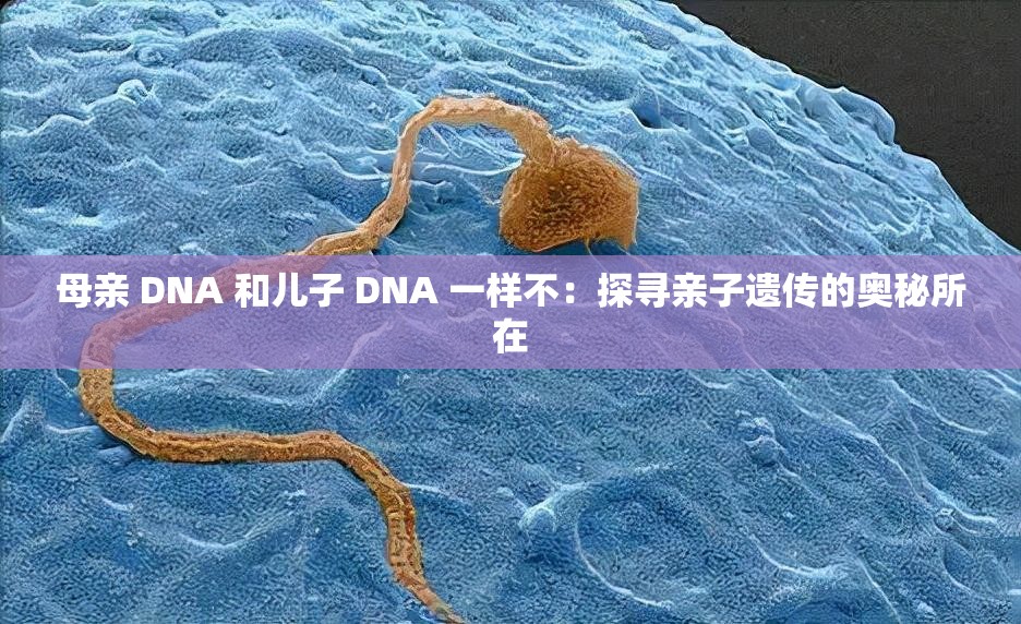 母亲 DNA 和儿子 DNA 一样不：探寻亲子遗传的奥秘所在