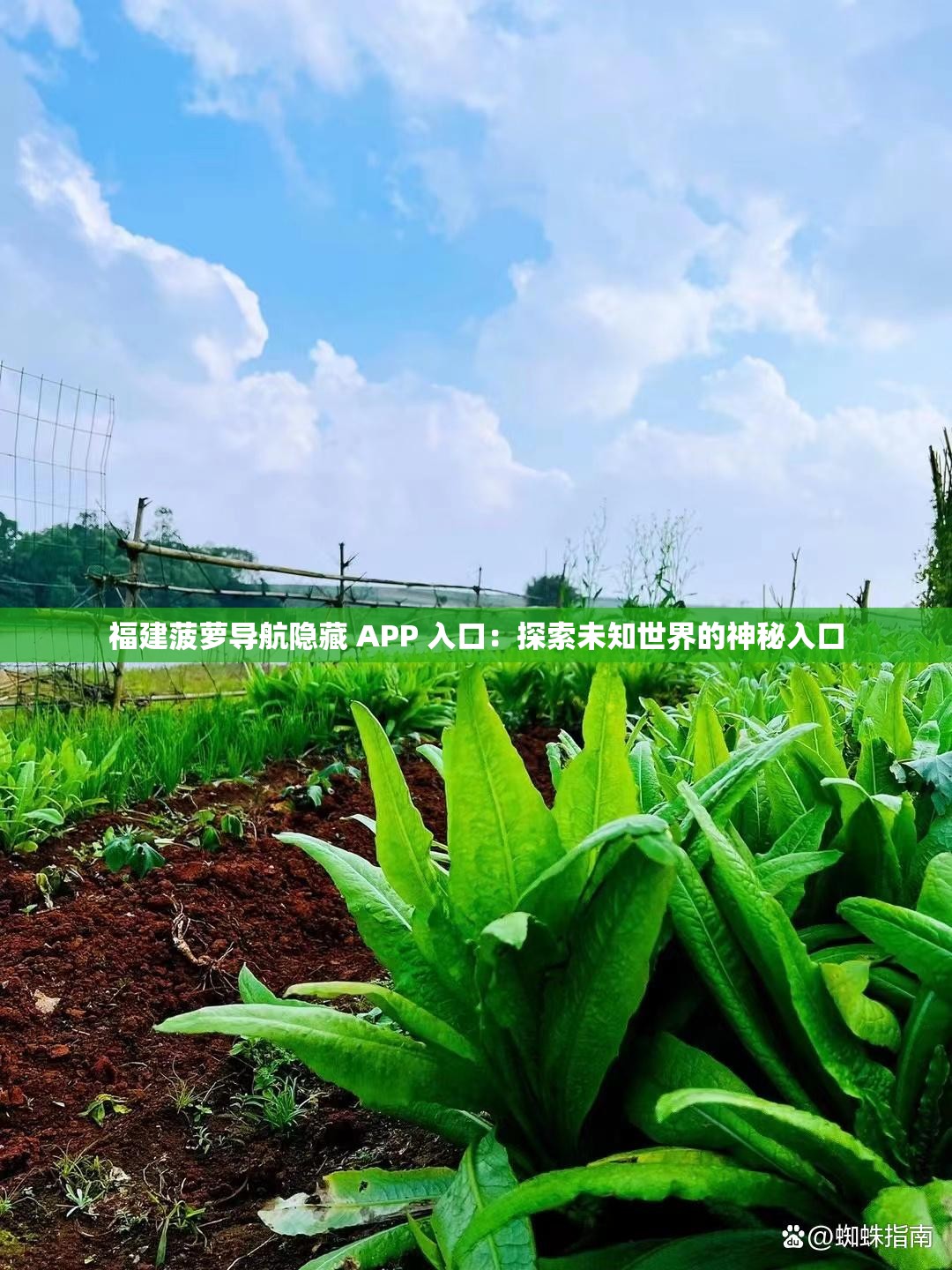 福建菠萝导航隐藏 APP 入口：探索未知世界的神秘入口