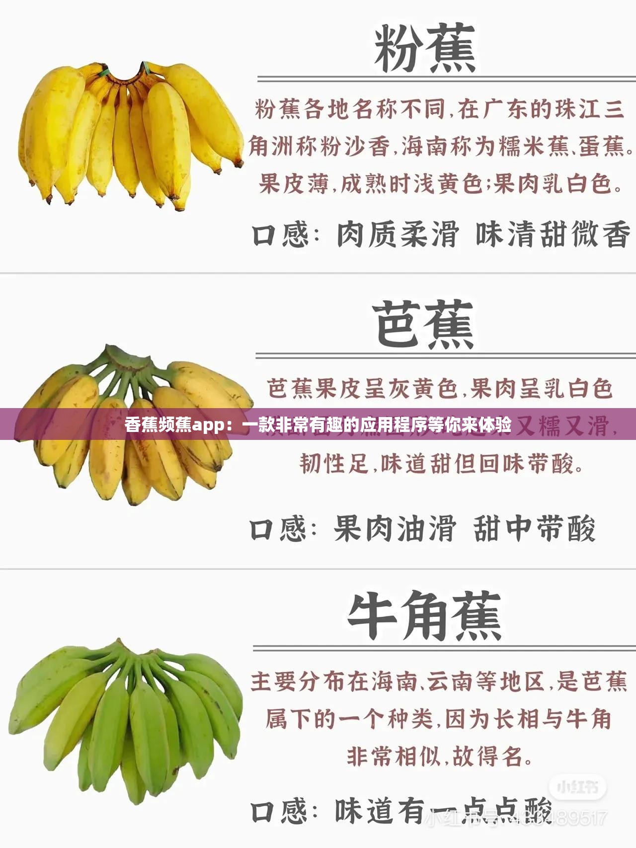 香蕉频蕉app：一款非常有趣的应用程序等你来体验