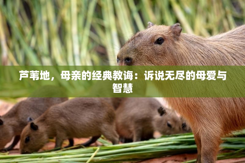 芦苇地，母亲的经典教诲：诉说无尽的母爱与智慧