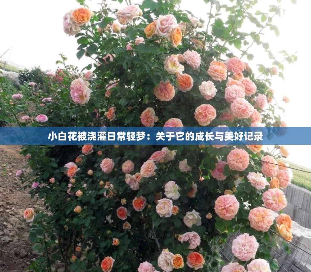 小白花被浇灌日常轻梦：关于它的成长与美好记录