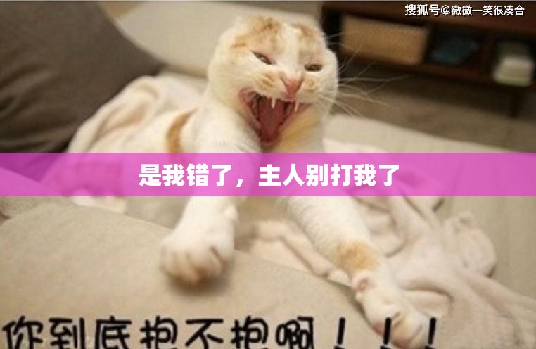 是我错了，主人别打我了