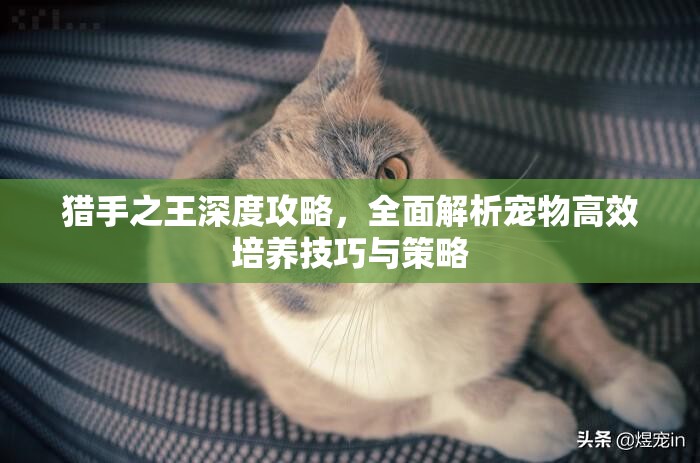 猎手之王深度攻略，全面解析宠物高效培养技巧与策略