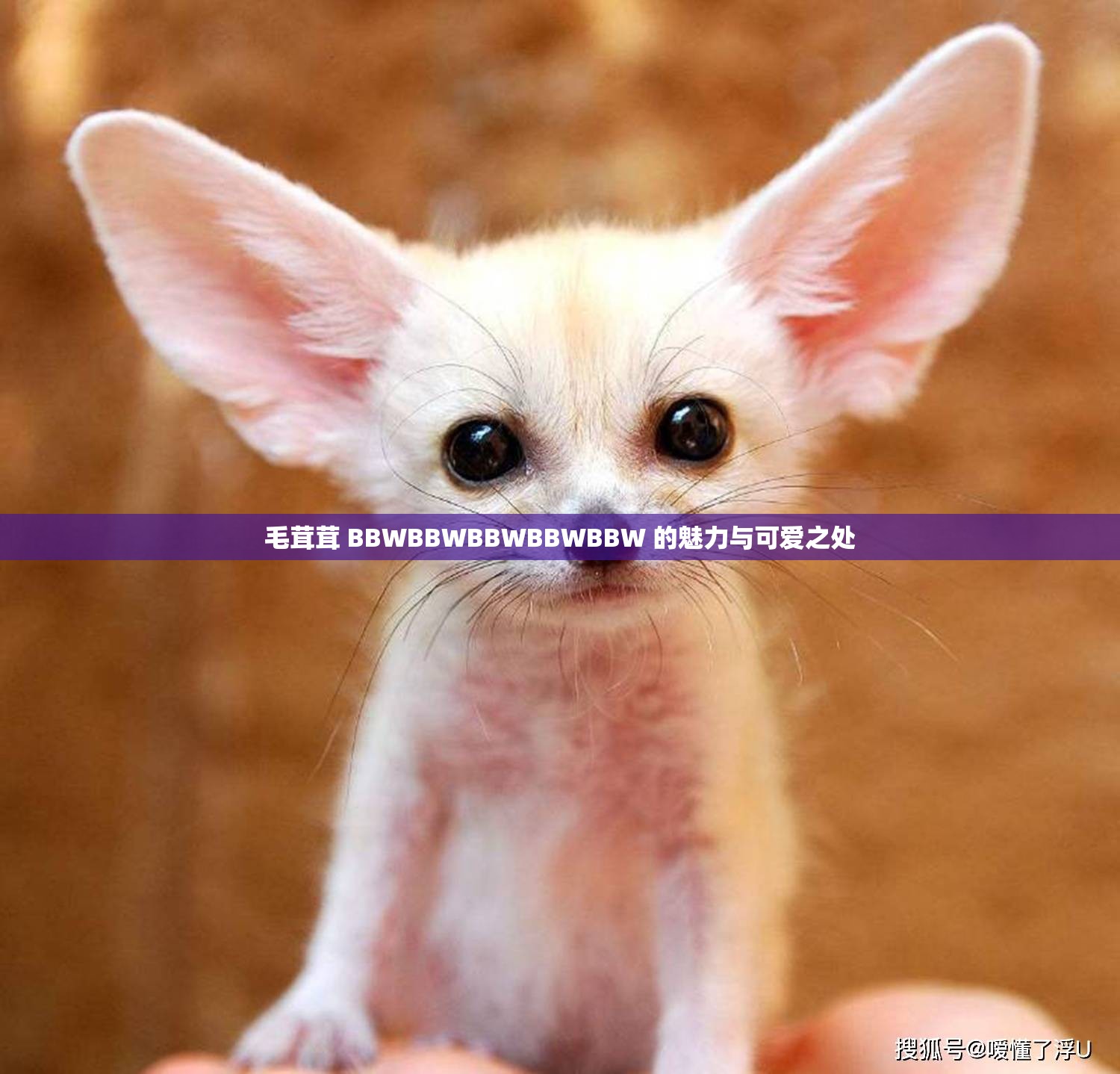 毛茸茸 BBWBBWBBWBBWBBW 的魅力与可爱之处