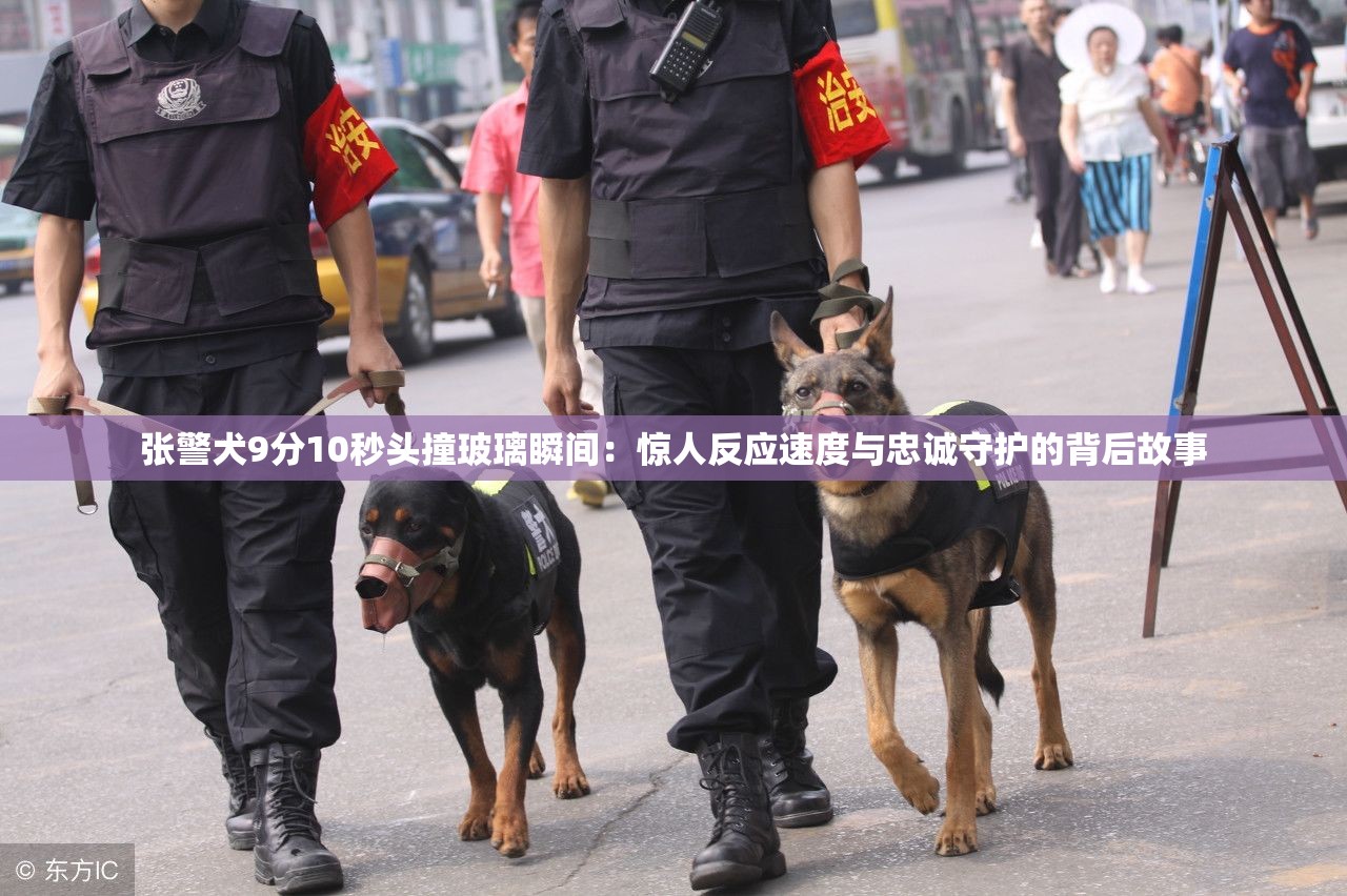张警犬9分10秒头撞玻璃瞬间：惊人反应速度与忠诚守护的背后故事
