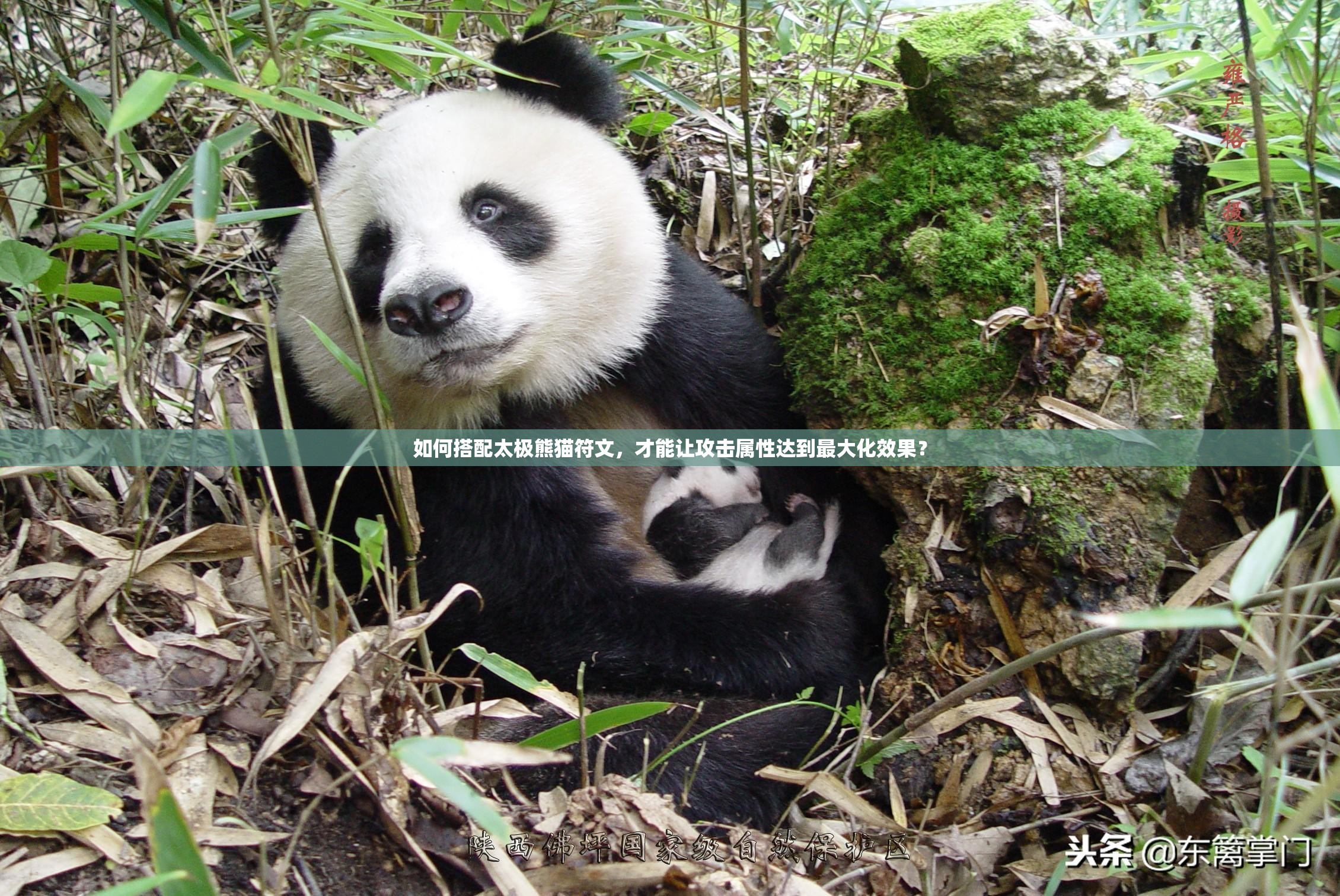 如何搭配太极熊猫符文，才能让攻击属性达到最大化效果？