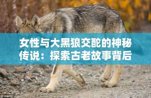 女性与大黑狼交酡的神秘传说：探索古老故事背后的文化意义与象征