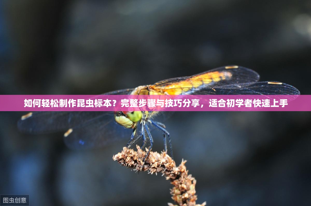 如何轻松制作昆虫标本？完整步骤与技巧分享，适合初学者快速上手