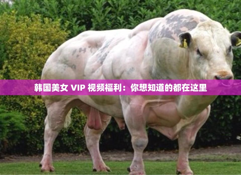 韩国美女 VIP 视频福利：你想知道的都在这里