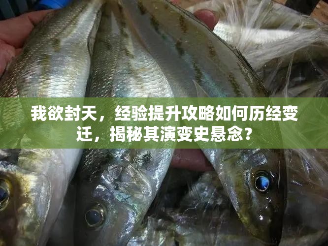 我欲封天，经验提升攻略如何历经变迁，揭秘其演变史悬念？